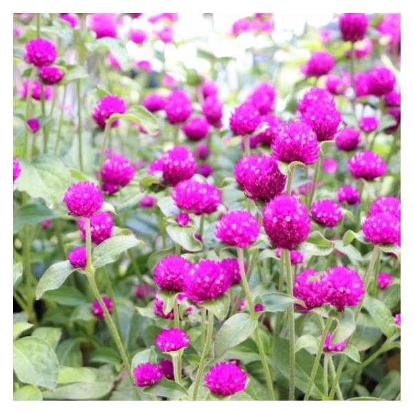 センニチコウ ネオン 3〜3.5号ポット苗 千日紅 寄せ植え 花壇