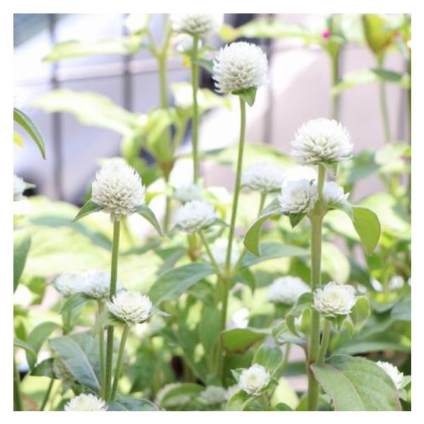 センニチコウ ホワイト 3〜3.5号ポット苗 千日紅 寄せ植え 花壇