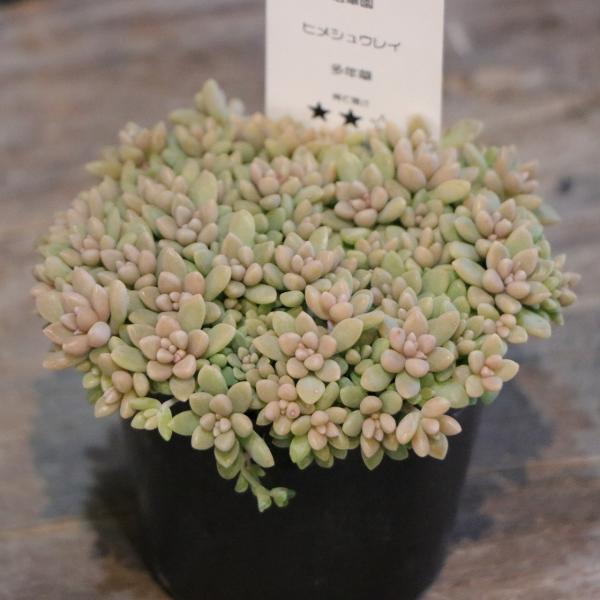 小さな寄せ植え♪姫秀麗 小さな寄せ植え♪姫秀麗