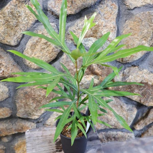 gp-yamacho_grevillea6