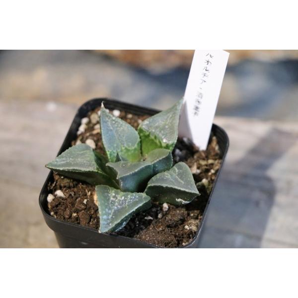 【現品　根付き】ハオルチア「コアクタータ」多肉植物　7.5㌢鉢　子株付き 現品1】 多肉植物 ハオルチア (ハオルシア) 酒呑童子 2.5号鉢 現品1