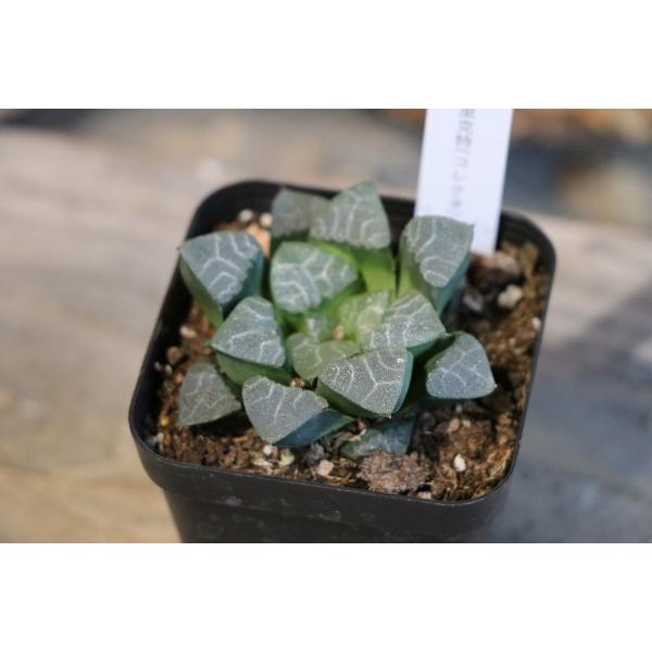 gp-yamacho_haworthia2