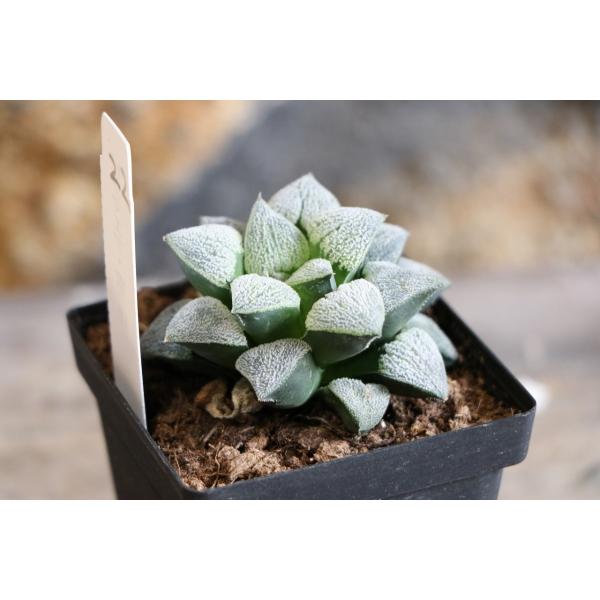 gp-yamacho_haworthia22