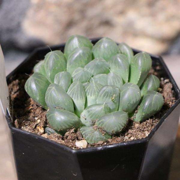 gp-yamacho_haworthia44