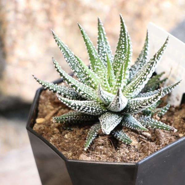 gp-yamacho_haworthia45