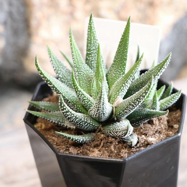 鶴仙園ネームド　ハオルチア Charme シャルム　親株　多肉植物　観葉植物 鶴仙園ネームド ハオルチア Charme シャルム 親株 多肉植物 観葉植物