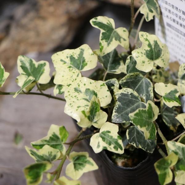 Hanaです!アイビー苗 楽天市場】アイビー 苗（カラーグリーン）（花・観葉植物｜花