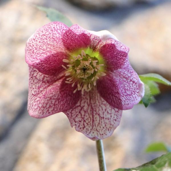 gp-yamacho_helleborus232