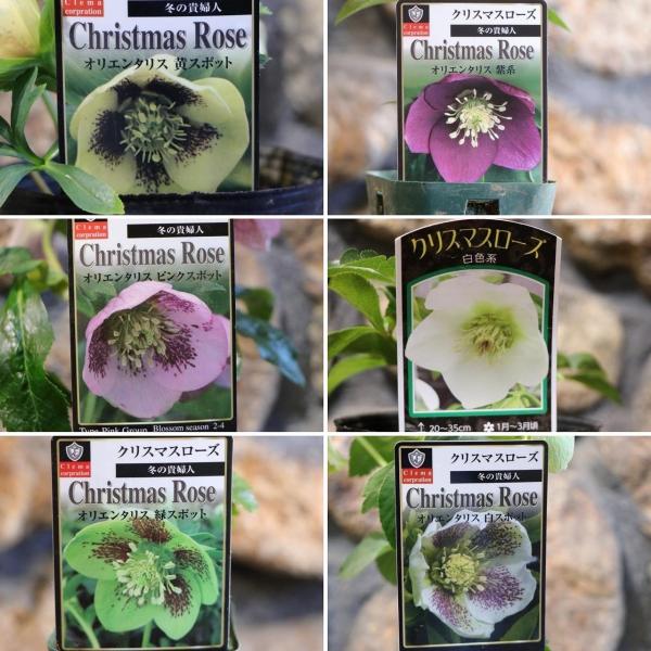 クリスマスローズ オリエンタリス 一重咲き 実生苗 アソート 2.5〜3号ポット苗真冬に輝くカラフルなウィンタープランツ、シンプルな美しさの一重咲きのクリスマスローズです。強健で育てやすいのも特徴です。鉢植えにも庭植えにも向き、ほかの多くの...