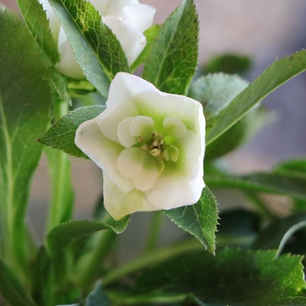 現品307】 クリスマスローズ オリエンタリス セミダブル 花付き開花