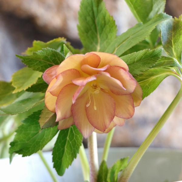 現品317】 クリスマスローズ オリエンタリス 八重咲き 花付き開花株