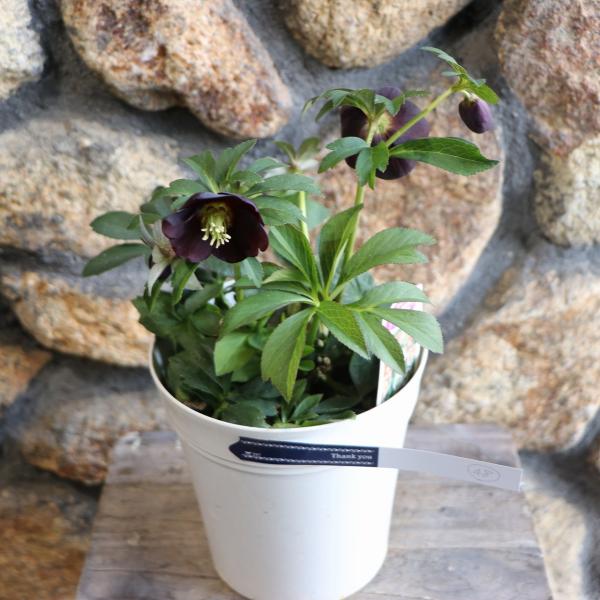 gp-yamacho_helleborus88
