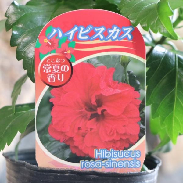 ぽんぽこ　ハイビスカス 苗木 ペインテッドレディー Z 太苗 複数蕾み付き ぽんぽこ様専用 ハイビスカス 苗木 ペインテッドレディー Z 太苗
