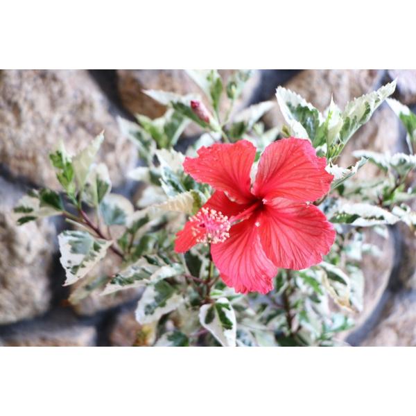 gp-yamacho_hibiscus2
