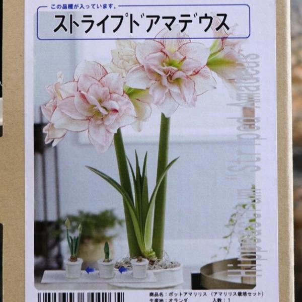 【球根】 アマリリス ポット植え 八重咲き ストライプドアマデウス 1球入 1箱 球根 福花園 ギフト 寄せ植え 花壇 鉢植え お洒落 可愛い 豪華 手軽 春の花 花 苗 初心者「ポット植えアマリリス」は、オリジナルポットに球根を植え付けた...