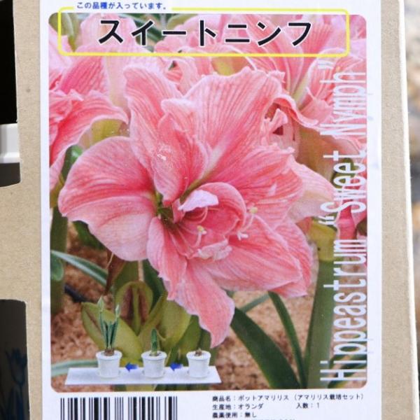 【球根】 アマリリス ポット植え 八重咲き スイートニンフ 1球入 1箱 球根 福花園 ギフト 寄せ植え 花壇 鉢植え お洒落 可愛い 豪華 手軽 春の花 花 苗 初心者「ポット植えアマリリス」は、オリジナルポットに球根を植え付けた状態でお...
