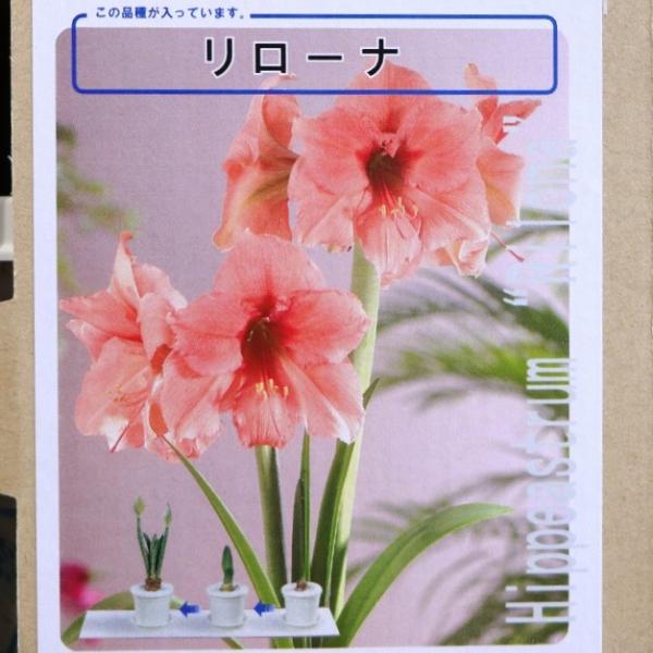 gp-yamacho_hippeastrum19