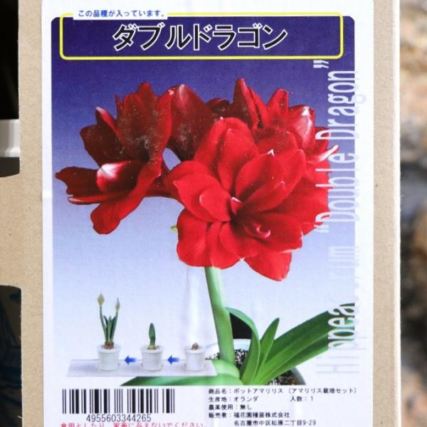 【球根】 アマリリス ポット植え 八重咲き ダブルドラゴン 1球入 1箱 球根 福花園 ギフト 寄せ植え 花壇 鉢植え お洒落 可愛い 豪華 手軽 春の花 花 苗 初心者「ポット植えアマリリス」は、オリジナルポットに球根を植え付けた状態でお...