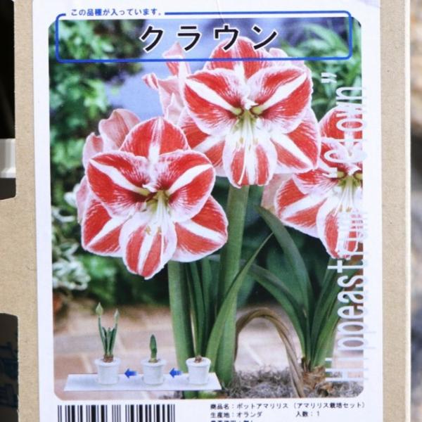 【球根】 アマリリス ポット植え 一重咲き クラウン 1球入 1箱 球根 福花園 ギフト 寄せ植え 花壇 鉢植え お洒落 可愛い 豪華 手軽 春の花 花 苗 初心者「ポット植えアマリリス」は、オリジナルポットに球根を植え付けた状態でお届けし...