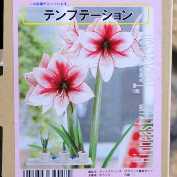 【球根】 アマリリス ポット植え 一重咲き テンプテーション 1球入 1箱 球根 福花園 ギフト 寄せ植え 花壇 鉢植え お洒落 可愛い 豪華 手軽 春の花 花 苗 初心者「ポット植えアマリリス」は、オリジナルポットに球根を植え付けた状態で...