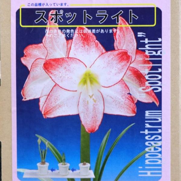 【球根】 アマリリス ポット植え 一重咲き スポットライト 1球入 1箱 球根 福花園 ギフト 寄せ植え 花壇 鉢植え お洒落 可愛い 豪華 手軽 春の花 花 苗 初心者「ポット植えアマリリス」は、オリジナルポットに球根を植え付けた状態でお...