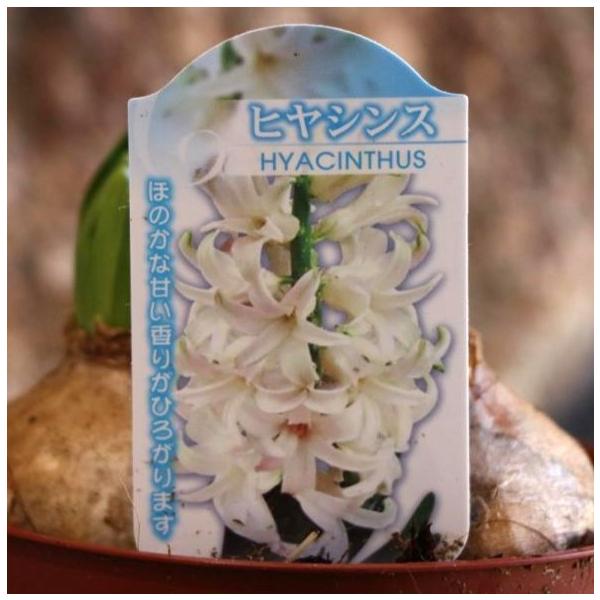 【球根・芽出し苗】ヒヤシンス ホワイト 3球入 4号鉢 促成栽培促成栽培されていて、室内の10度前後の暖かい場所に置くと一足早く開花を楽しめます♪早春にふさわしいお花と香りを一味早くお部屋でお楽しみいただけます。暖房のよく効いたお部屋など、...