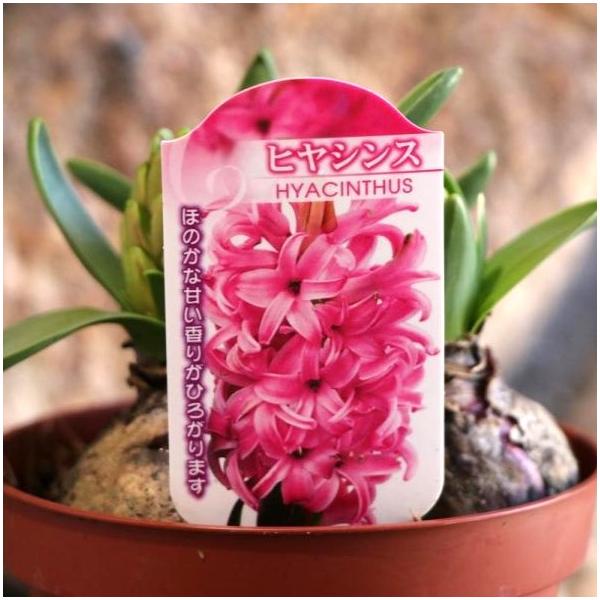 【球根・芽出し苗】ヒヤシンス ピンク 3球入 4号鉢 促成栽培促成栽培されていて、室内の10度前後の暖かい場所に置くと一足早く開花を楽しめます♪早春にふさわしいお花と香りを一味早くお部屋でお楽しみいただけます。暖房のよく効いたお部屋など、あ...