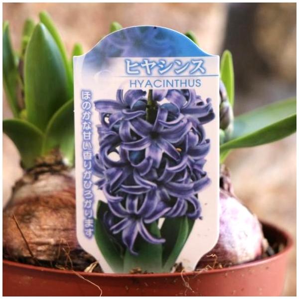 【球根・芽出し苗】ヒヤシンス パープル 3球入 4号鉢 促成栽培促成栽培されていて、室内の10度前後の暖かい場所に置くと一足早く開花を楽しめます♪早春にふさわしいお花と香りを一味早くお部屋でお楽しみいただけます。暖房のよく効いたお部屋など、...