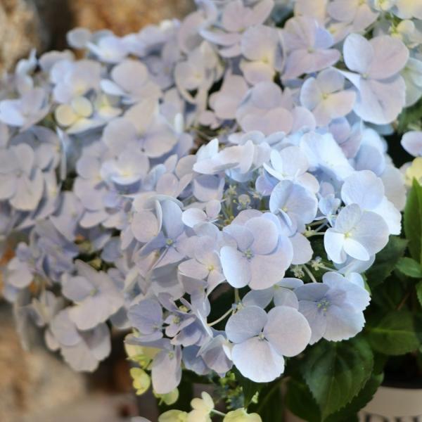 PW アジサイ ラグランジア クリスタルヴェール 5号鉢