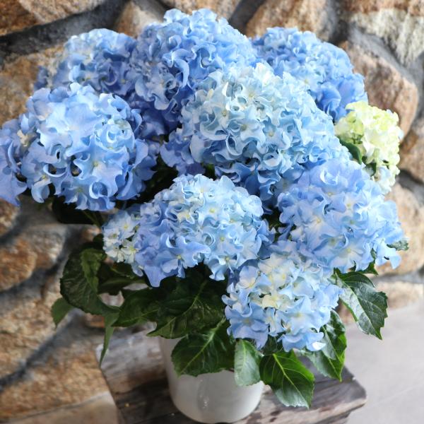 gp-yamacho_hydrangea107