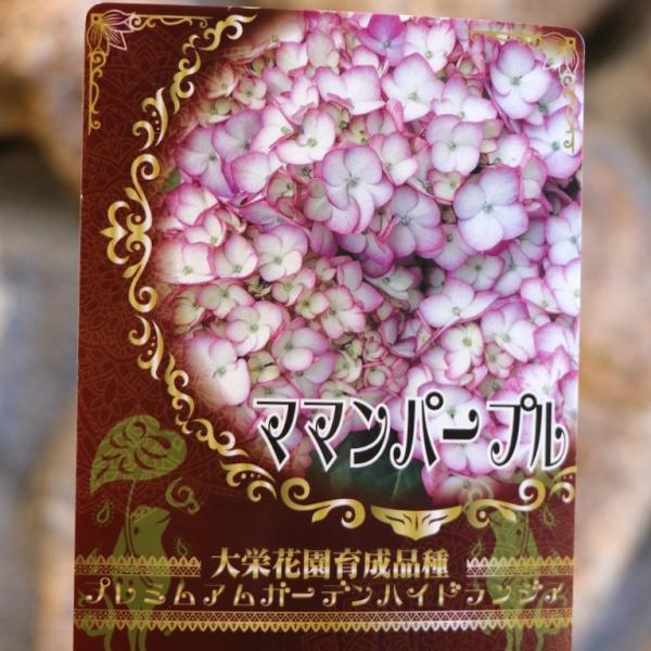 アジサイ ママンパープル 3.5号ポット苗 ハイドランジア プレミアム