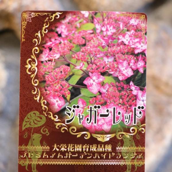 gp-yamacho_hydrangea118
