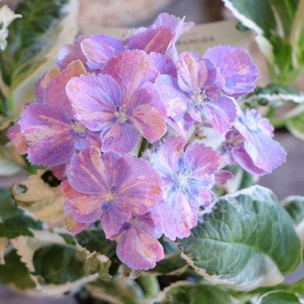 斑入り アジサイ スパイス NO.3 4〜4.5号鉢 ハイドランジア 紫陽花