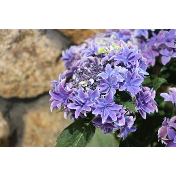 母の日2022】 アジサイ 月虹 (げっこう) ブルー 5号鉢 鉢カバー