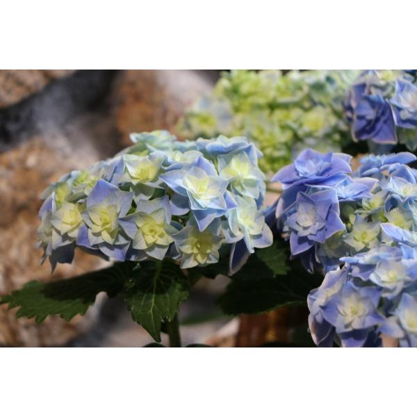 gp-yamacho_hydrangea43