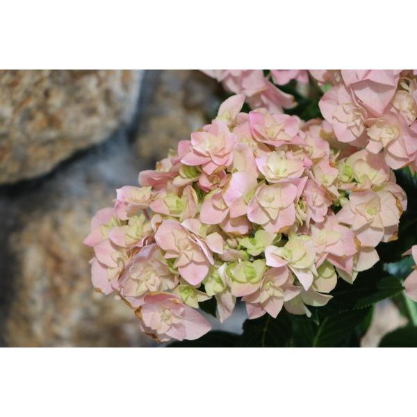 アジサイ 翼 ピンク 5号鉢 ハイドランジア 紫陽花 : グリーンプラザ山