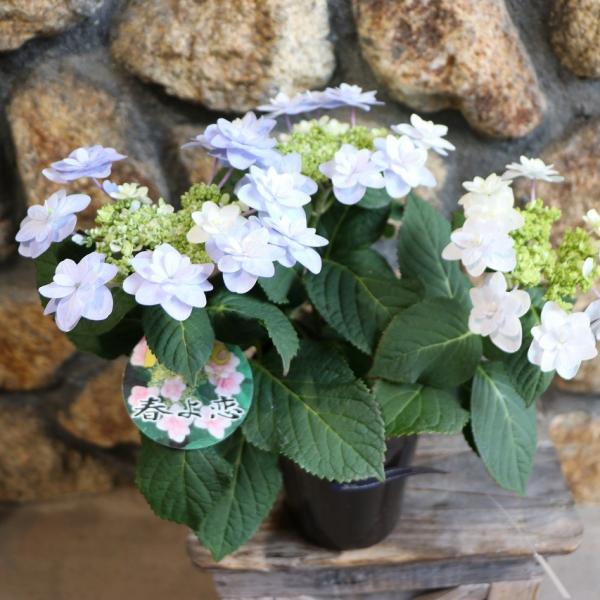 gp-yamacho_hydrangea80