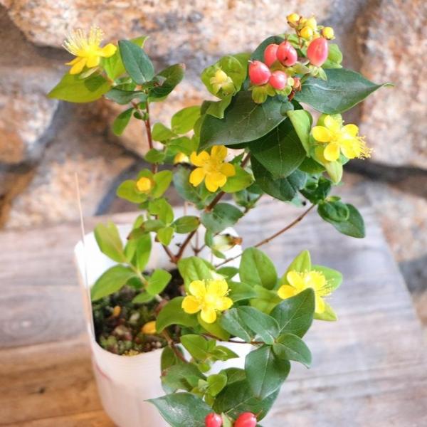 ヒペリカム ジュエリー ルビー 3〜3.5号ポット苗 寄せ植え 花壇 鉢植え