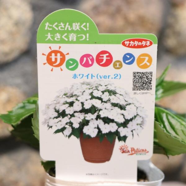 PON☆55様■ ホワイトチェストナット2 チコリ2 インパチェンス1 サンパチェンス ホワイト(ver.2) 3.5号ポット苗 インパチェンス サカタ