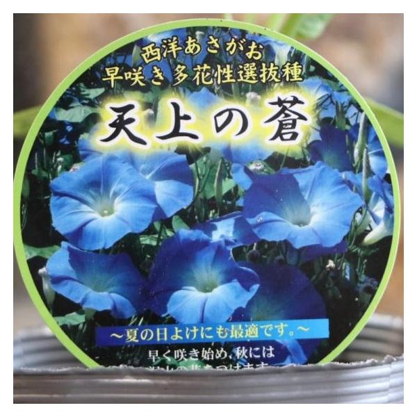 gp-yamacho_ipomoea2