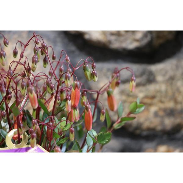 gp-yamacho_kalanchoe2