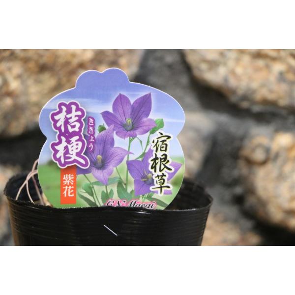 桔梗 白 苗 宿根 桔梗の苗 白花／多年草【花苗 3.5号ロングポット苗／1個売り