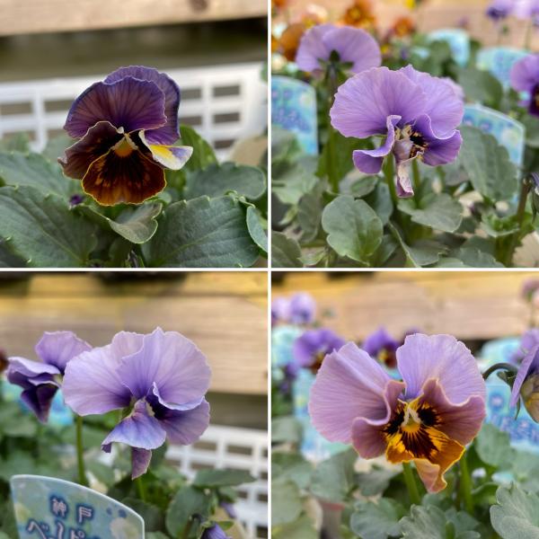 ビオラ 神戸べっぴんさん 湖蒼うみ アンティークブルーミックス 3.5号