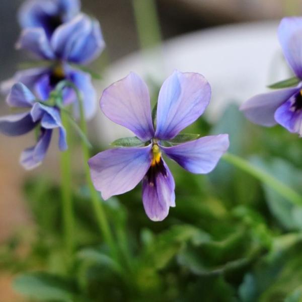 gp-yamacho_kobeviola12