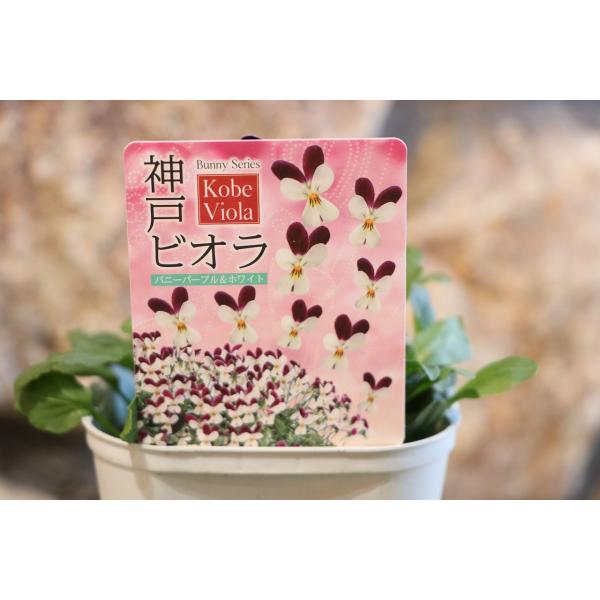 神戸ビオラ バニーパープル＆ホワイト 3.5号ポット苗 寄せ植え 花壇