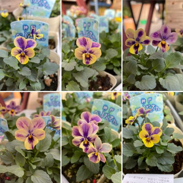 ビオラ 神戸べっぴんさん 夢紡ぎ アソート 3.5号ポット苗 寄せ植え