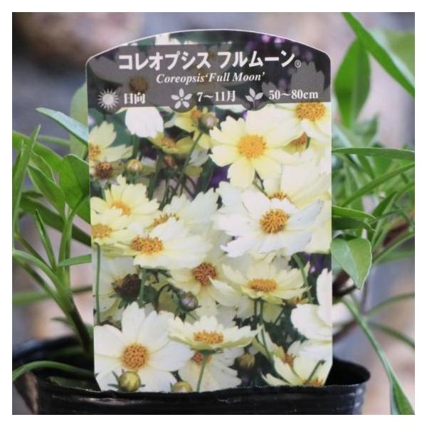 コレオプシス フルムーン 3.5号ロングポット苗 寄せ植え 花壇