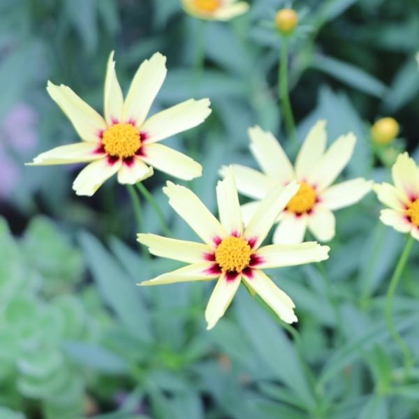 コレオプシス レッドシフト 3.5号ロングポット苗 寄せ植え 花壇