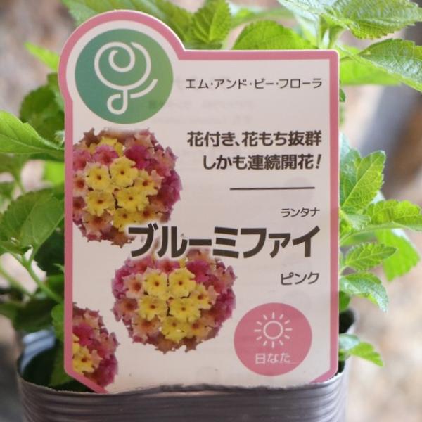 栄養系ランタナ ブルーミファイ ピンク 3〜3.5号ポット苗 ランタナ