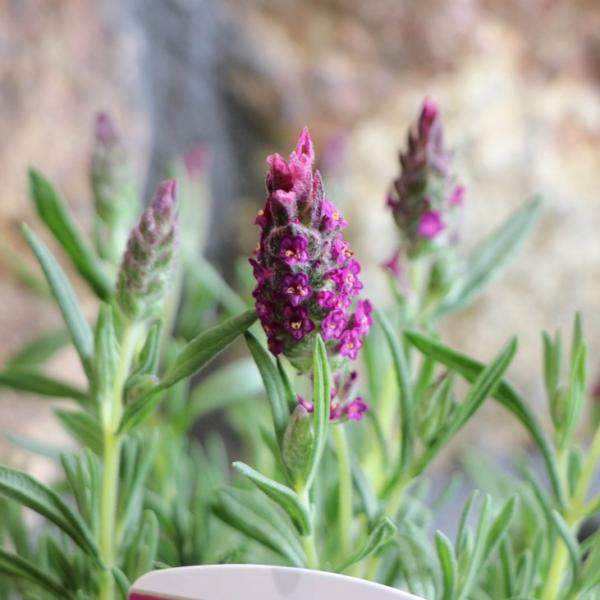 gp-yamacho_lavandula13